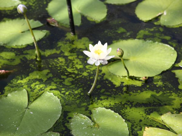 Garden Projects and Volunteering during the Coronavirus Pandemic